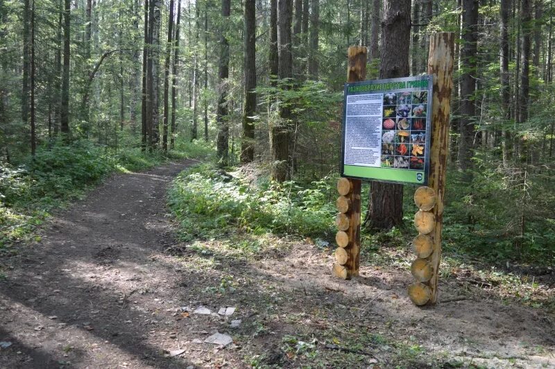 Экологическая тропа пермь балатовский парк. Экологическая тропа на гайве. Троп пермь. Троп пермь. Экологическая тропа тропинка здоровья пермь.