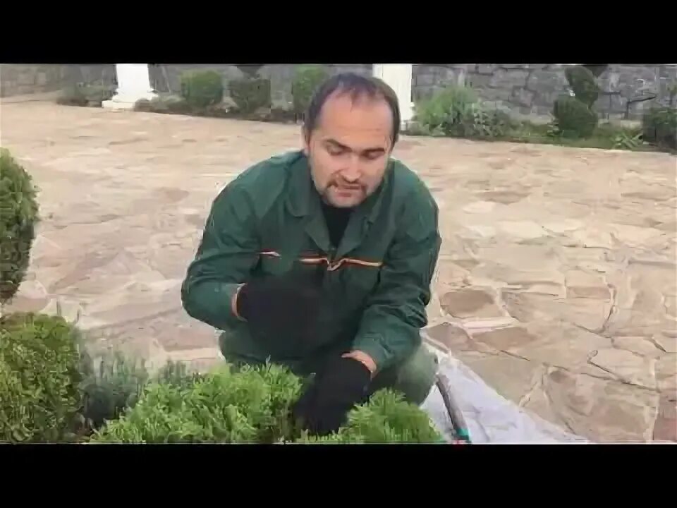 Туя смарагд ниваки. Туя западная ниваки. Когда стричь тую смарагд. Стрижка туй. Видео стрижки туй.