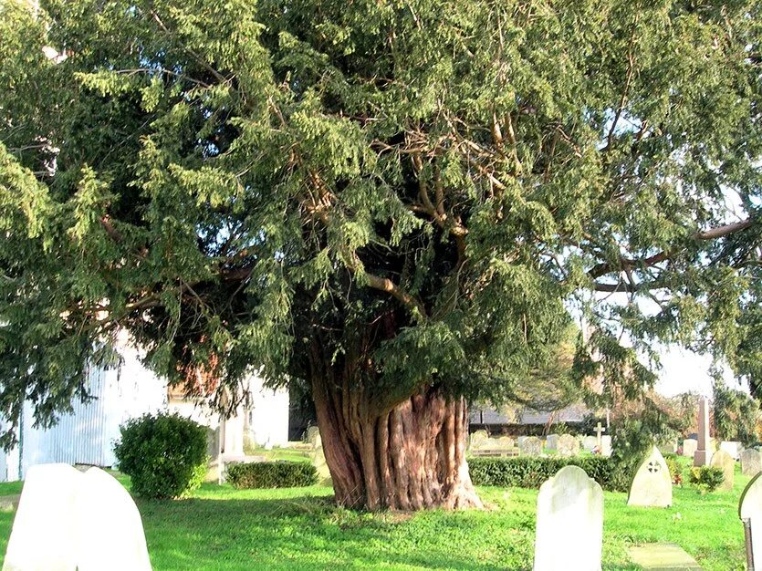 Дерево тис кавказский. Тис ягодный (Taxus baccata) дерево. Дерево Тисса. Тис ягодный кавказский. Купить взрослое дерево