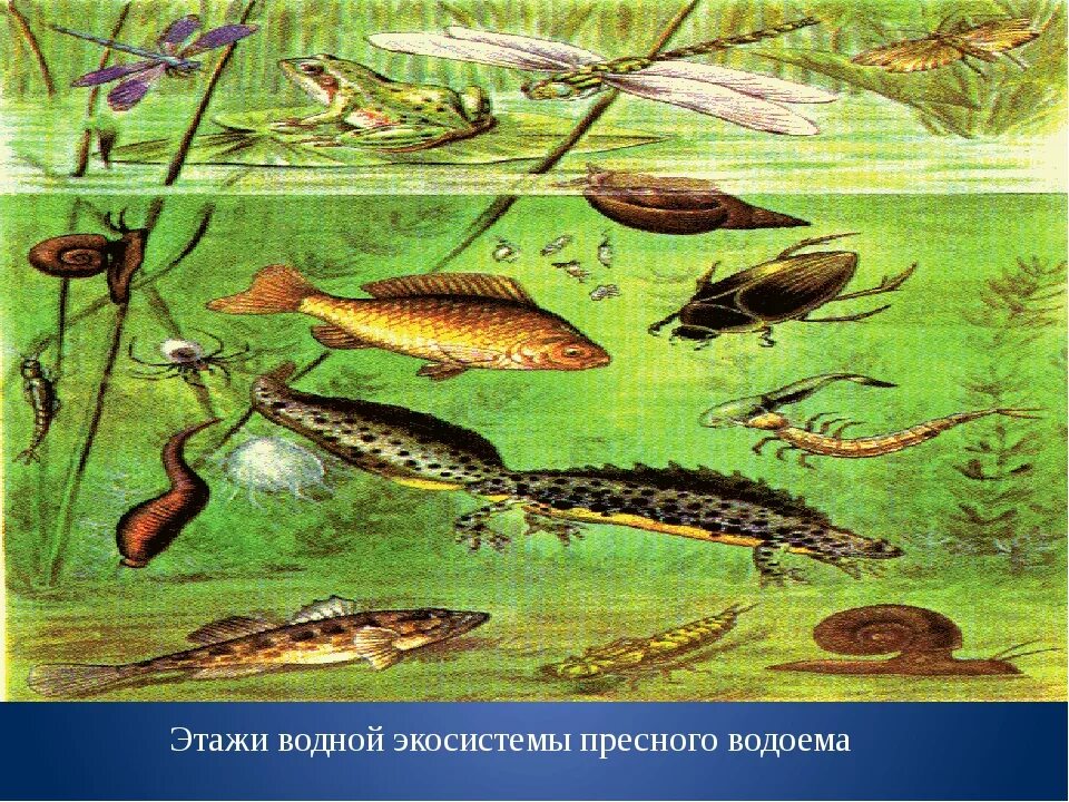 Каких животных пресных водоемов. Животный мир водоемов. Пресноводные обитатели. Обитатели пресноводных водоемов. Пресноводный водоем и его обитатели.