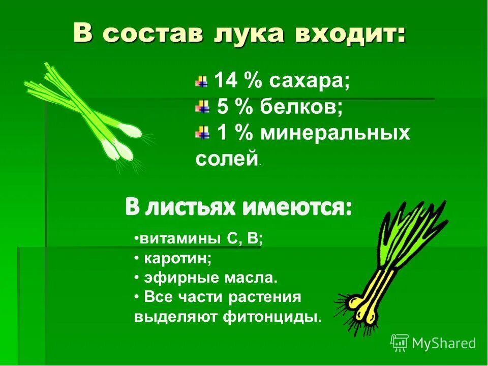 Какие витамины содержатся в луке репчатом. Лук химический состав. Лимонная кислота содержится в репчатом луке