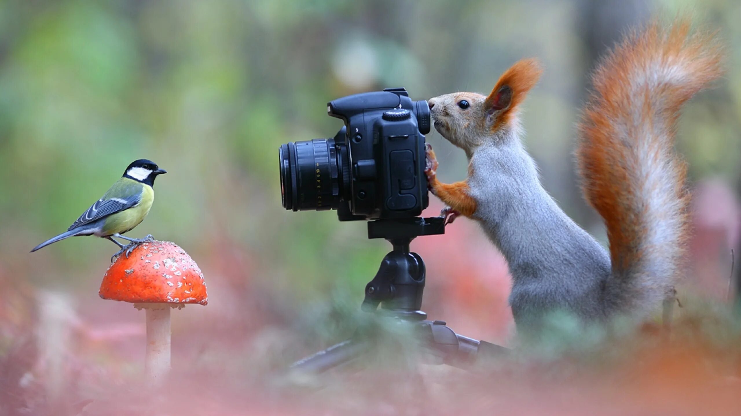 Наблюдая за жизнью животных. Животные с фотоаппаратом. Белка с фотоаппаратом. Фотографирование птиц.