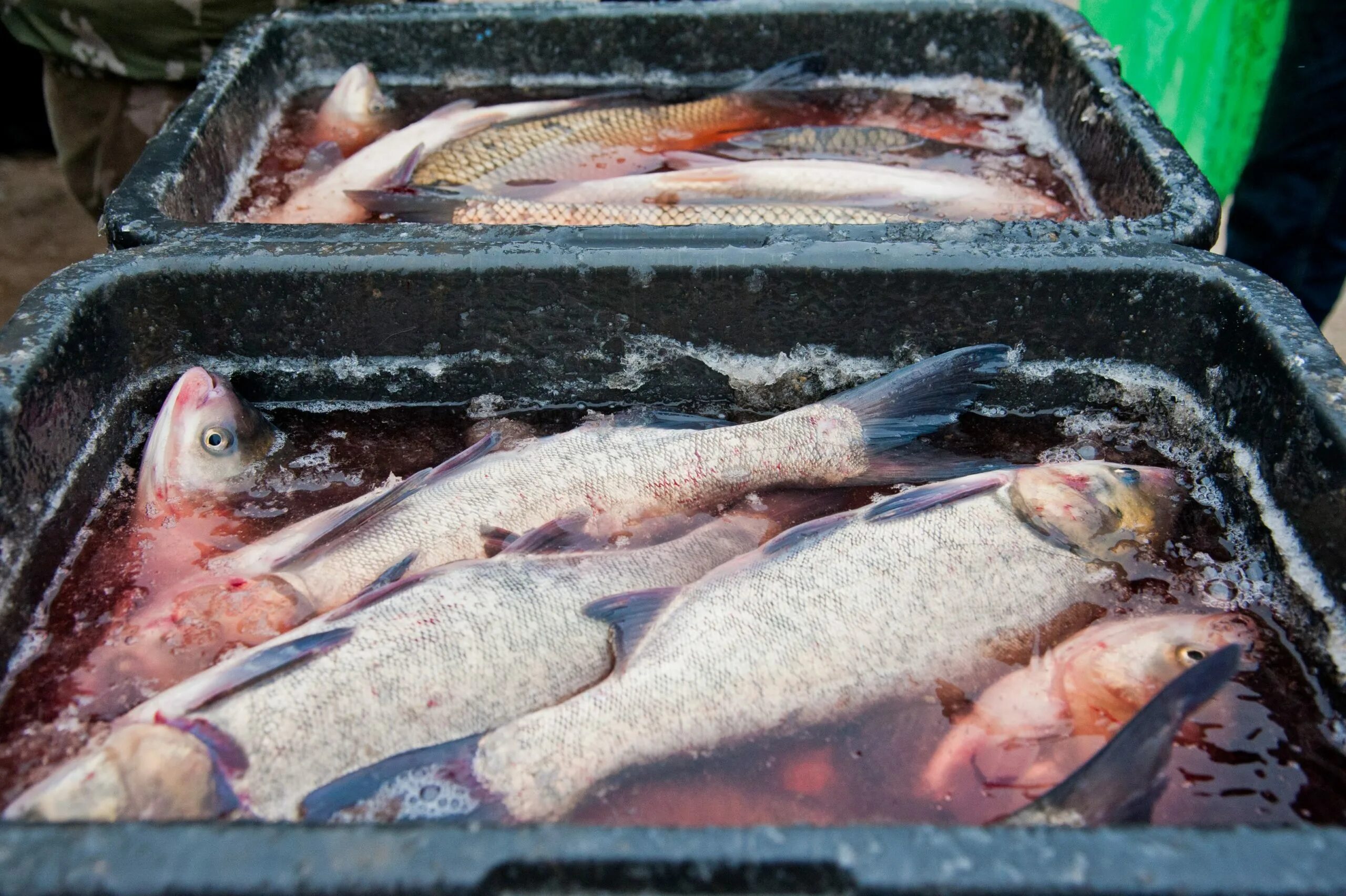 Какая рыба в волгограде. Рыбы Волгоградской области. Волгоградский рынок рыбы. Селедка на рынке. Рынок в Волгограде с рыбой.