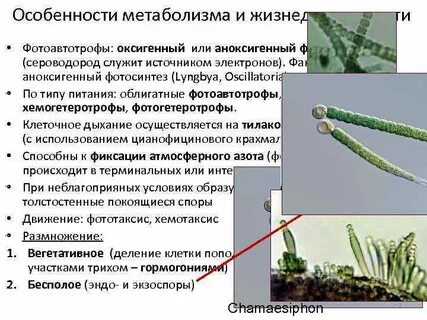 Способен к фототаксису