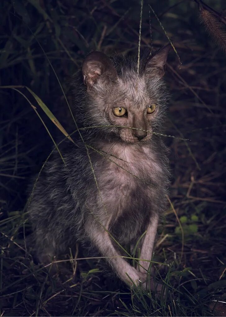 Ликои кошка. Кошка оборотень Ликой. Ликои (Ликой). Wolfcat порода. Коты с жесткой шерстью