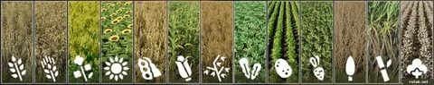 Crop type