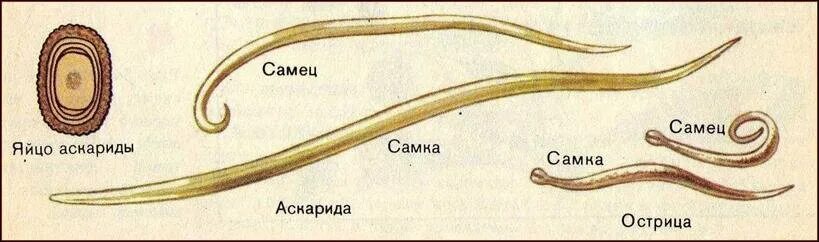 ВПР / Биология / 8 класс / 06 задание / 03