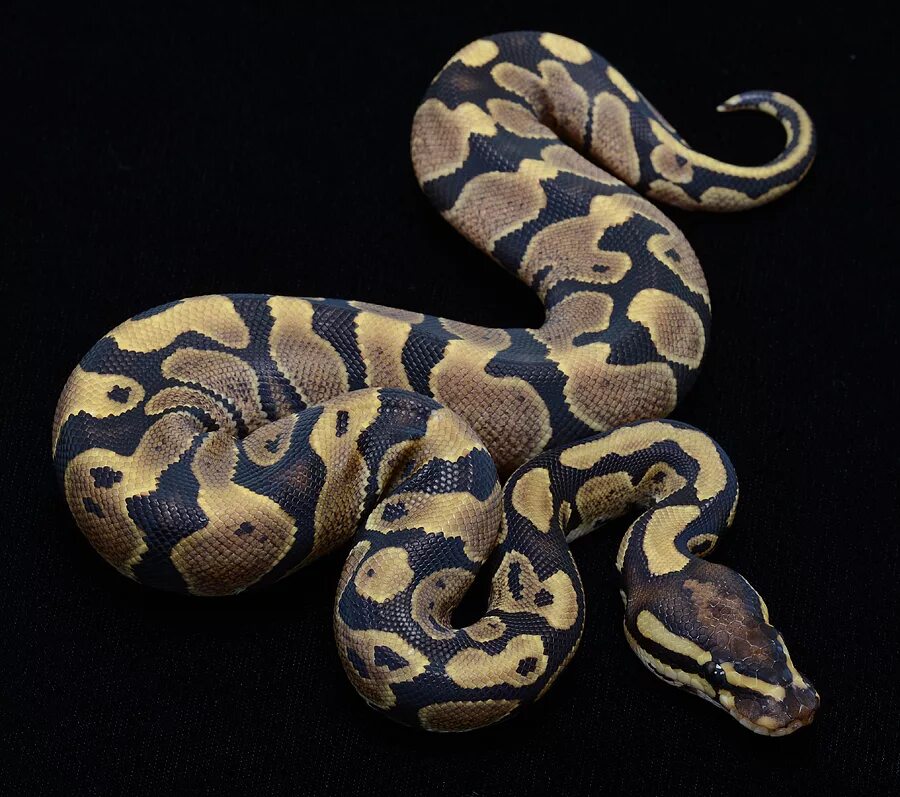 Large python. Змея королевский питон. питон болл. египетские питоны. regius ball python.