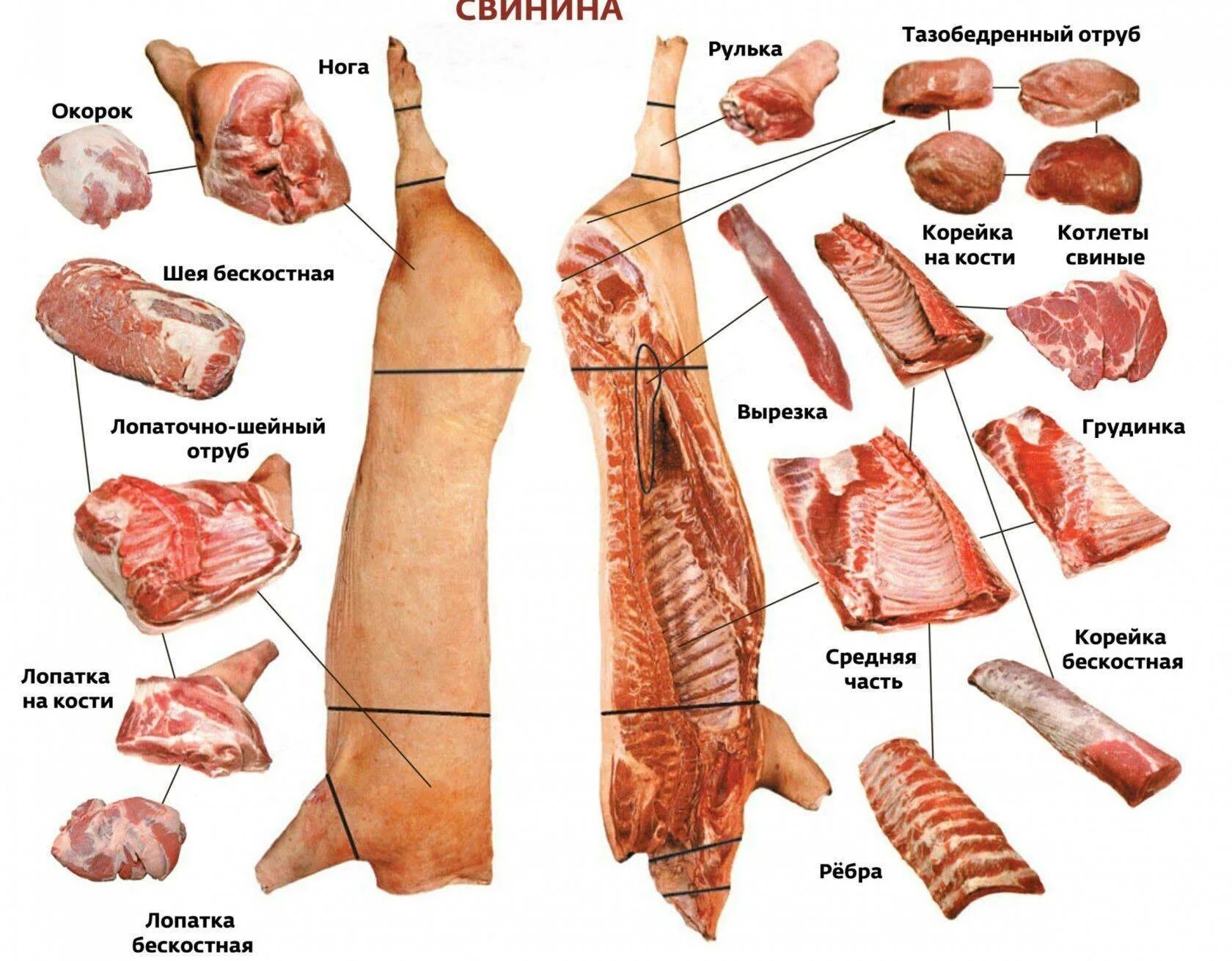 Мясо домашних свиней. Разруб свиной туши корейка. Схема разделки свиной туши туши. Части туши свиньи корейка. Схема разрубки полутуши свиньи.