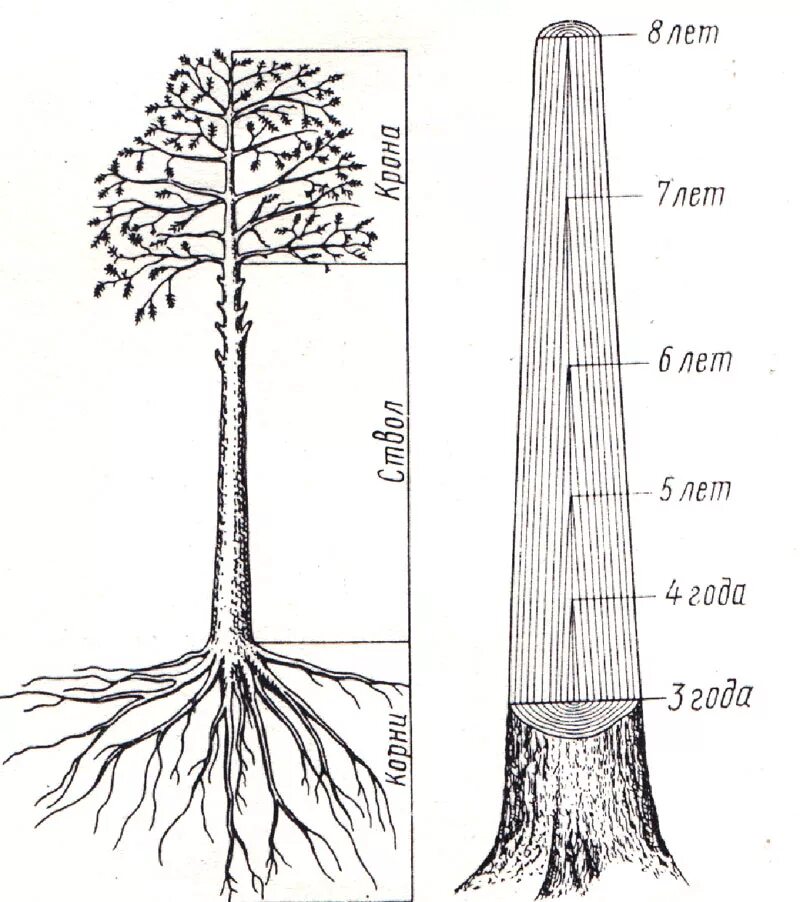 Сколько лет корневу. Древесина в строении корня. Строение корня липы. Строение тополя. Корневая система тополя схема.