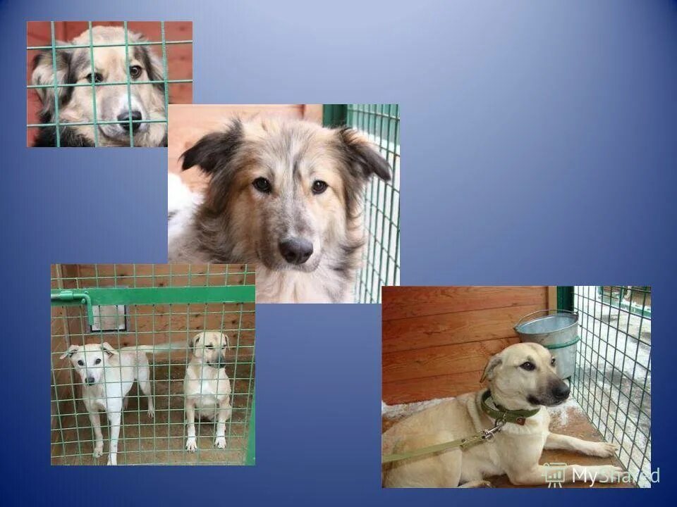 Гуманный к животным. Гуманного и ответственного отношения к животным. Гуманный к животным. Гуманное отношение к животным. Животные.