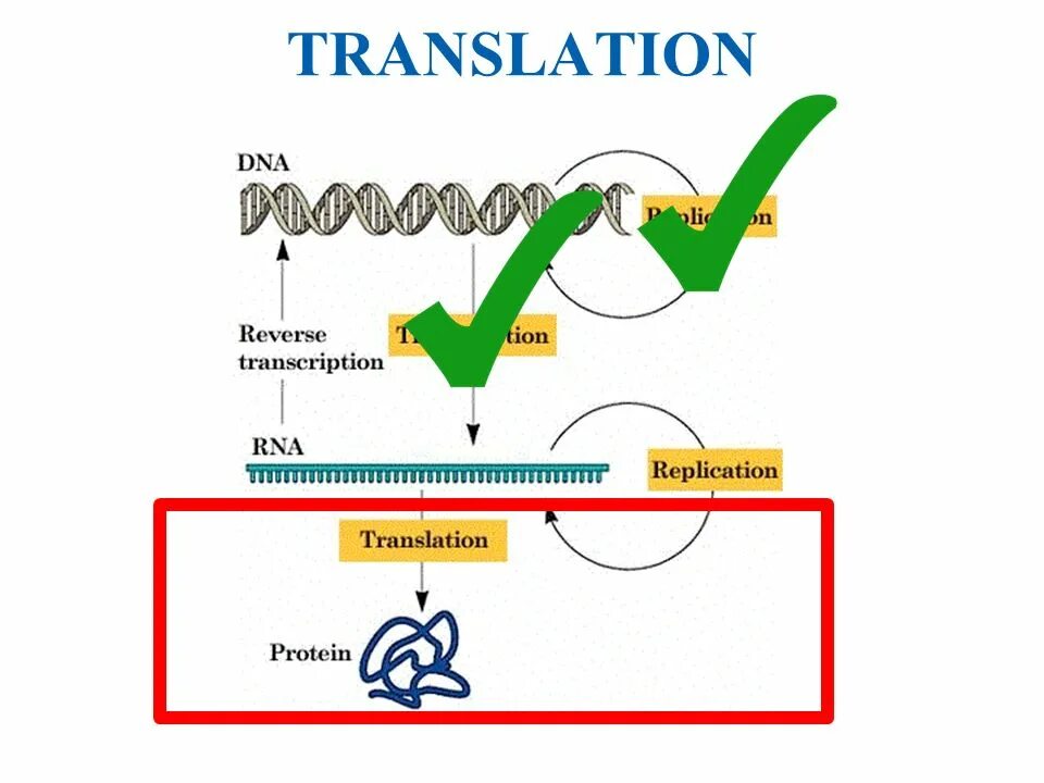 DNA translation. Translation DNA RNA. Translation Biology. Dna перевод