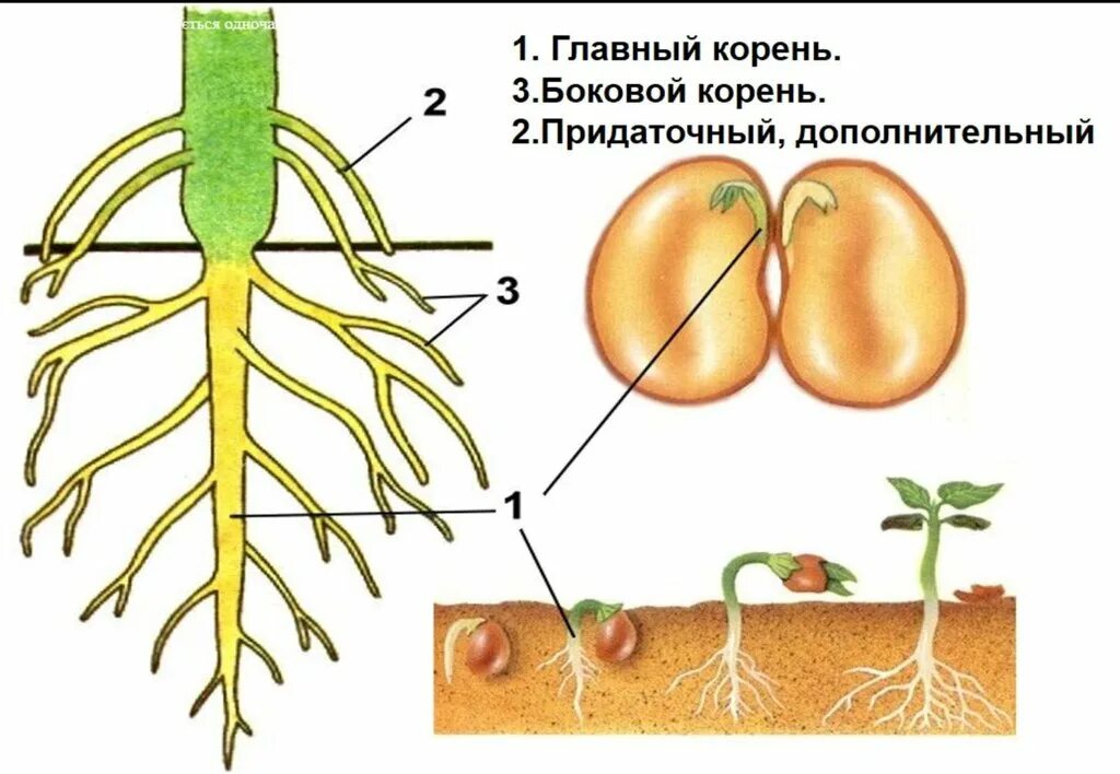 Главный и боковые корни. Форма корневой системы тыквы.