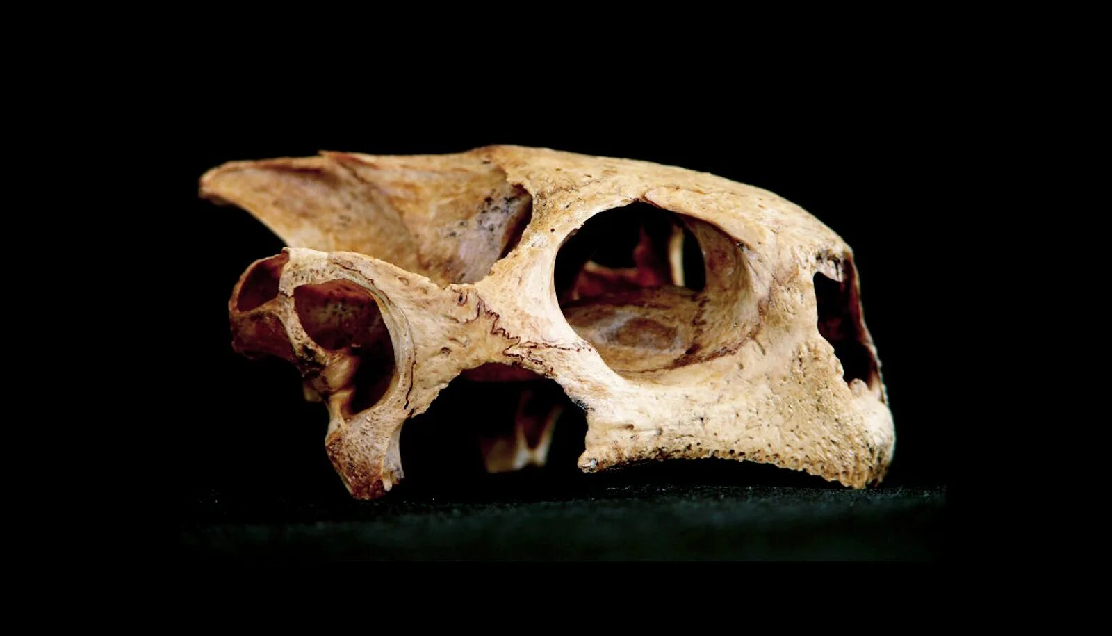 Череп черепахи сбоку. Анапсидный череп. Травмы панциря у черепах. Череп черепахи сбоку. Кости черепахи.