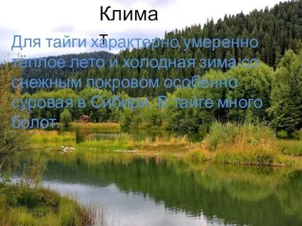 Типичный тайга