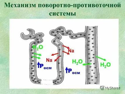 Механизм почек