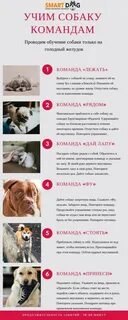 Как научить щенка давать лапу