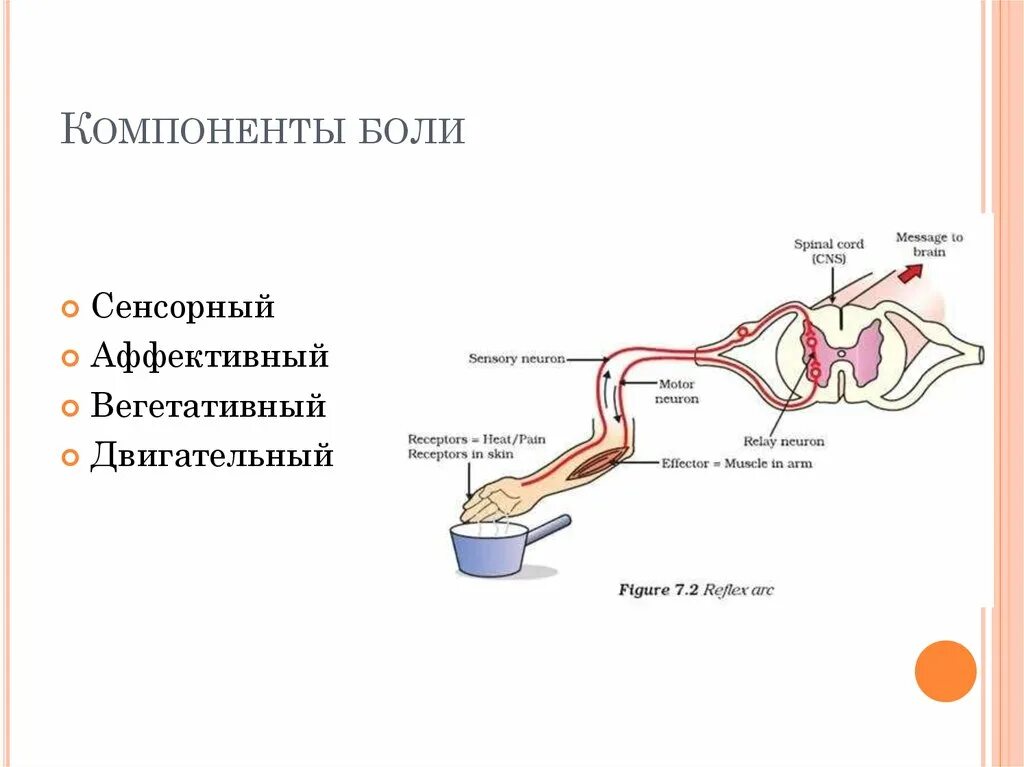 Последовательность этапов рефлекторной реакции кашля у человека. Двигательные компоненты боли. Компоненты болевой реакции. Компоненты боли физиология. Компоненты болевой реакции физиология.