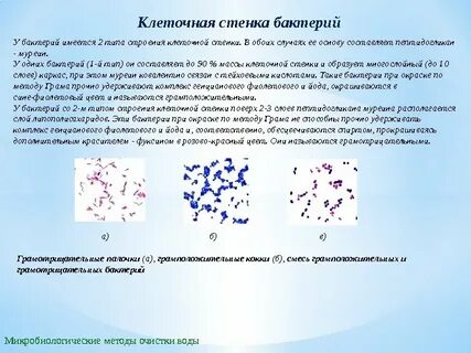 Методы окраски бактериальной клетки