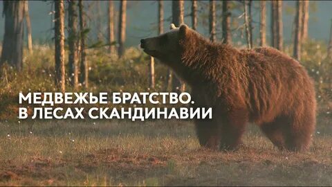 В тайге есть медведи