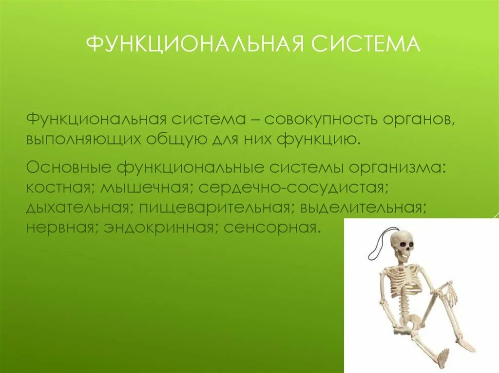 Костная система выполняет в организме функцию. Функциональные системы организма. Функциональная система органов. Основные функциональные системы организма. Функциональные системы организма хто.