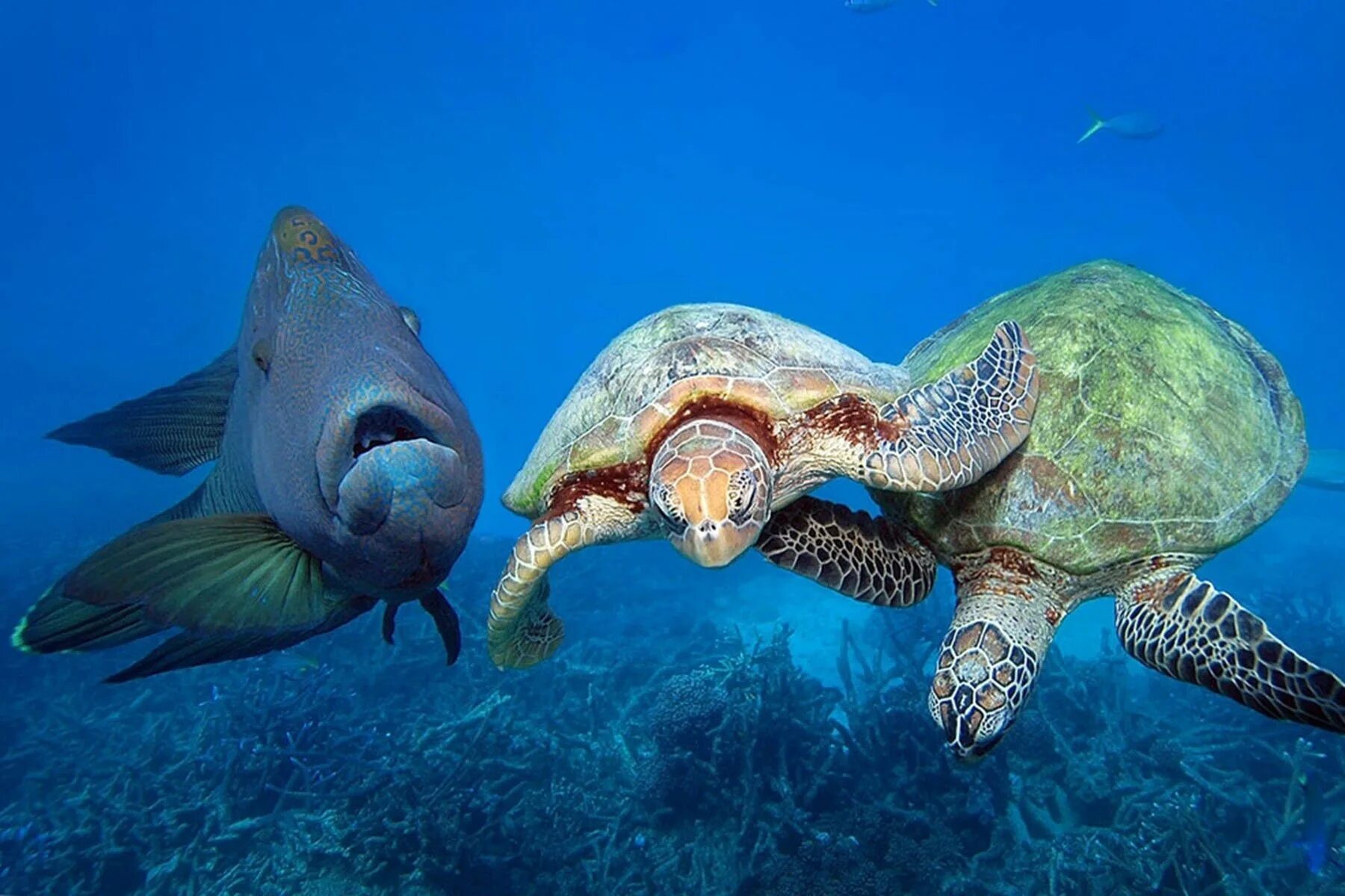 Про рыб океана. Большой Барьерный риф черепахи. Морские черепахи барьерного рифа. Большая зеленая морская черепаха. Черепаха бисса.