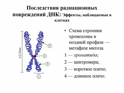 Листовой зачаток набор хромосом