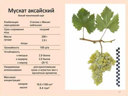 Виноград характеристики сортов