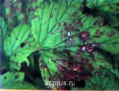 Антракноз малины