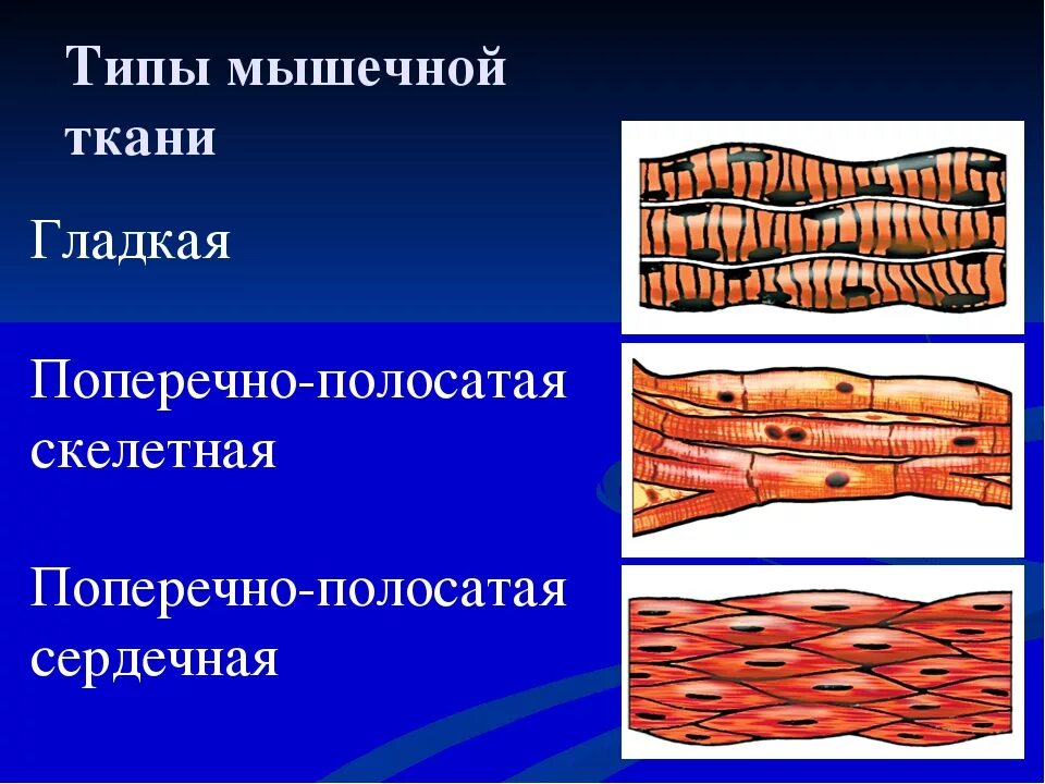 Изображение поперечно полосатой скелетной мышечной ткани. Поперечно Скелетная мышечная ткань. Строение поперечно полосатой скелетной мышечной ткани. Поперечно полосатая мышечная ткань биология 8 класс. Мышцы поперечно полосатая гладкая сердечная.