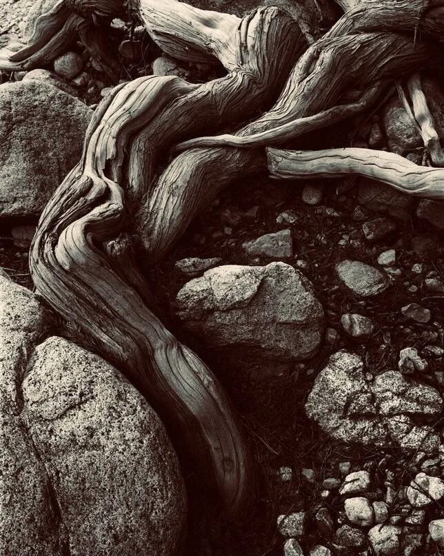 Дерево на земле. Мощное дерево с корнями. Корни дерева в почве. Дерево сюрреализм. Почему корни растений пустыни уходят глубоко в землю.