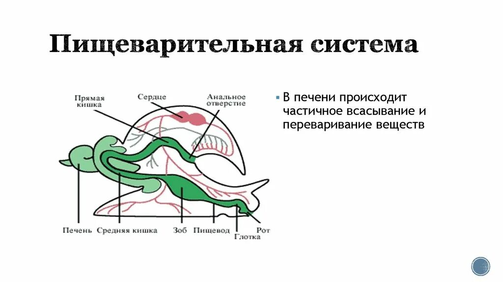 Пищеварительная система моллюсков 7 класс. Моллюски строение пищеварительной системы. Брюхоногие моллюски пищеварительная система. Органы пищеварительной системы головоногих моллюсков. Функции печени малого прудовика