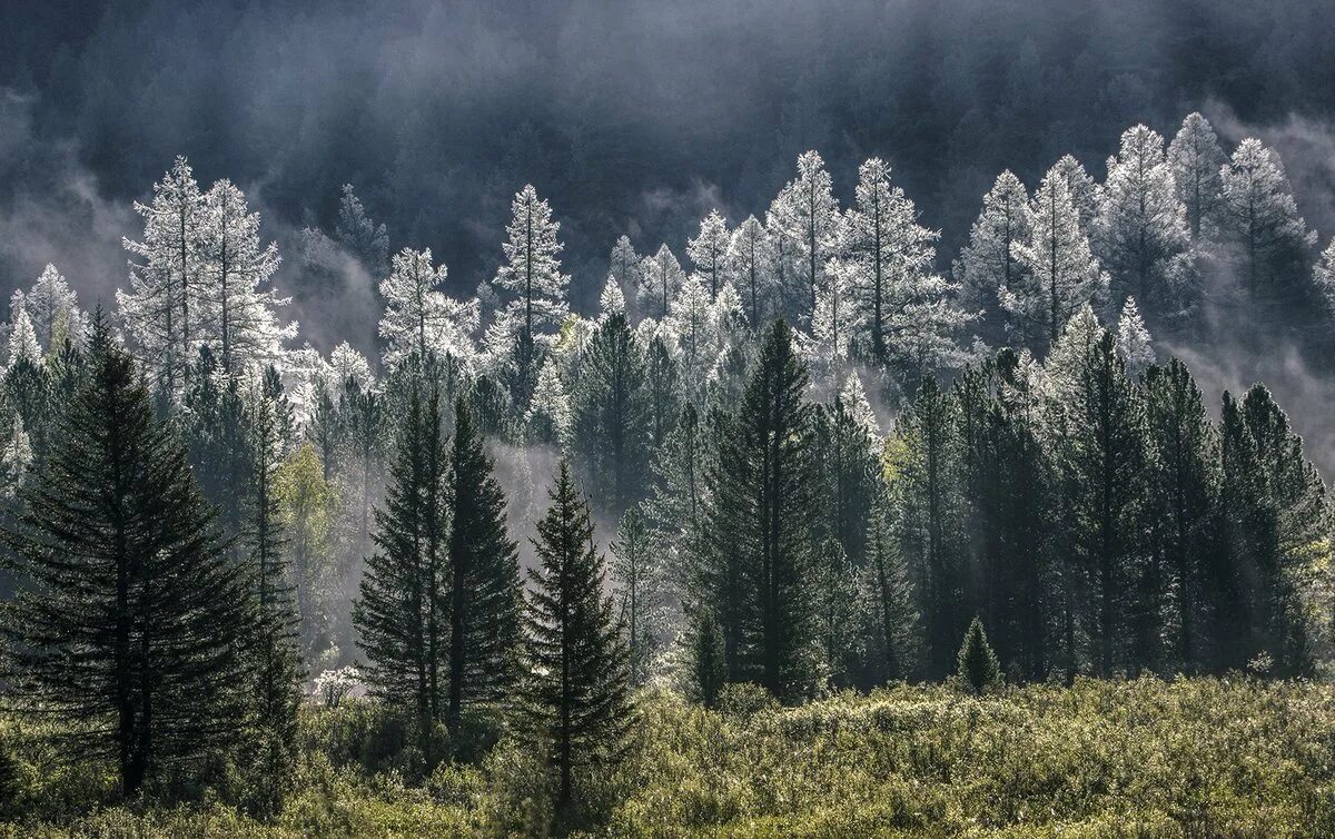 Белая тайга (полная версия). Зимой в лесу. А над белой тайгой. А над белой тайгой. Туманный хвойный лес.