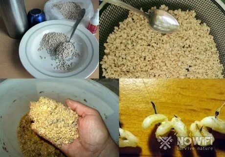 Как запарить перловку для рыбалки