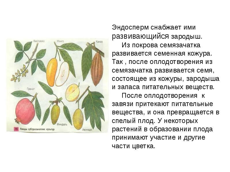 Как образуется зародыш растения 6