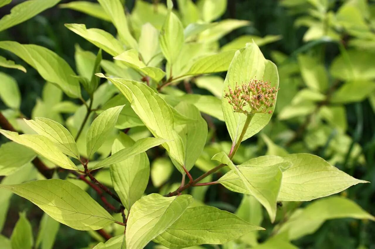 Дерен белый Ауреа. Дерен белый (Cornus Alba `Aurea`). Cornus Alba Aurea. Дерен белый описание кустарника