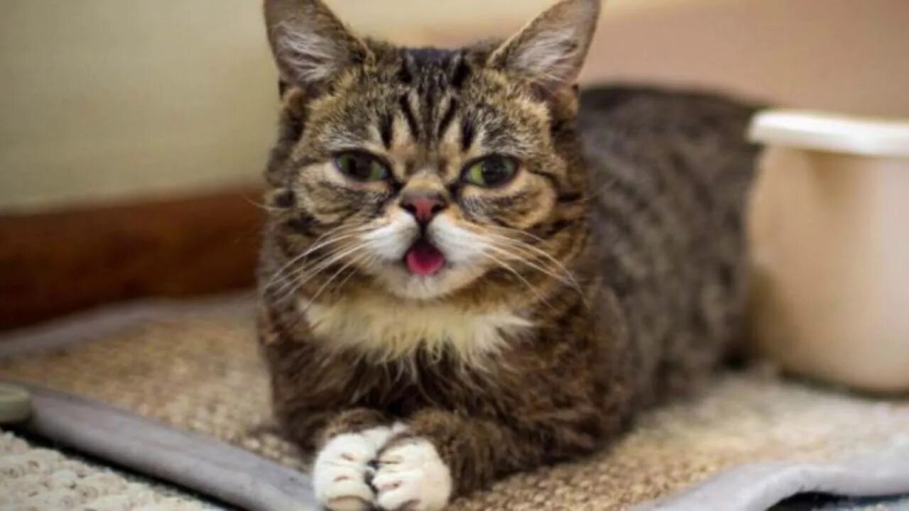 Who has a cat. Лил кэт. lil bub cat. little cat.