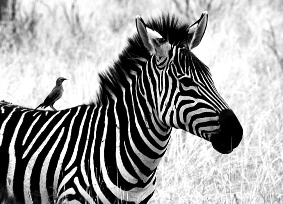 Зебра. Зачем зебре полоски?. Зебра черно белая. Зебра фото. Почему зебра черно белая.