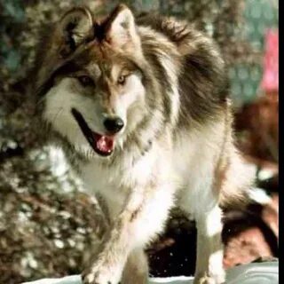 Wolf other