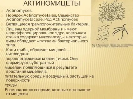 Таксономия актиномицетов