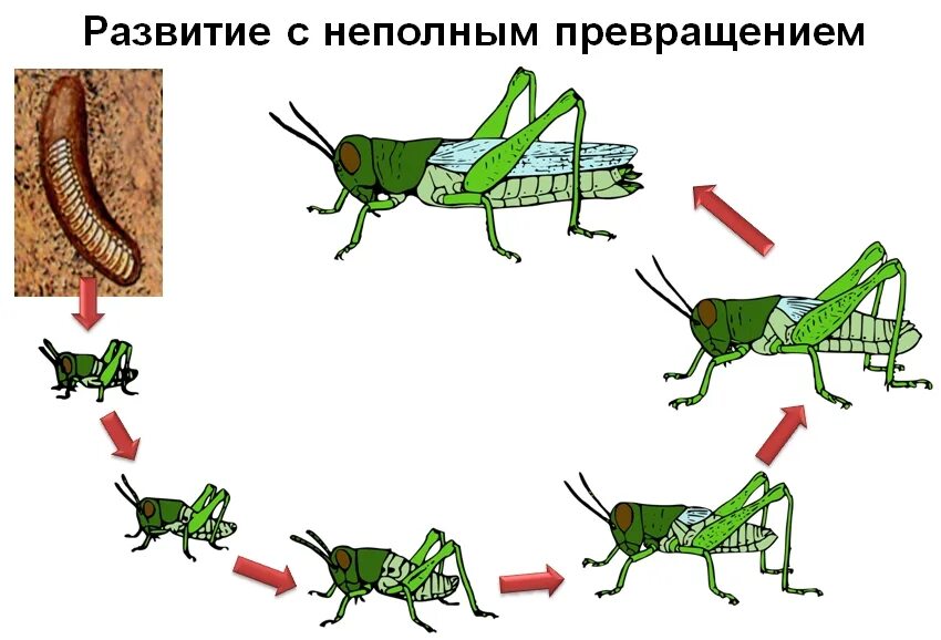 Цикл развития насекомых с неполным превращением. Развитие с неполным превращением у саранчи. Схема развития насекомых с неполным превращением. Стадии развития насекомых с неполным превращением. Азиатская саранча происходит без метаморфоза