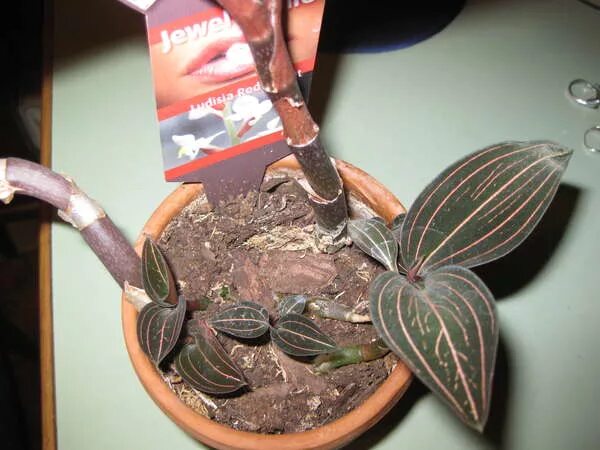 орхидея березники. орхидея салон красоты лого. орхидея березники. орхидея березники. фаленопсис келлион.