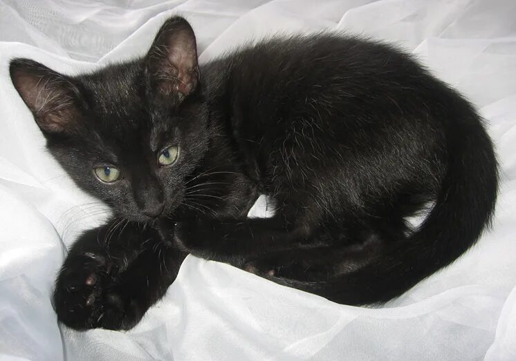 Черные гладкошерстные котята 1 месяц. Черный котенок. Тайская кошка черная. Черненький котенок. Какие черные котята есть
