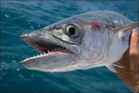 Sea king fish