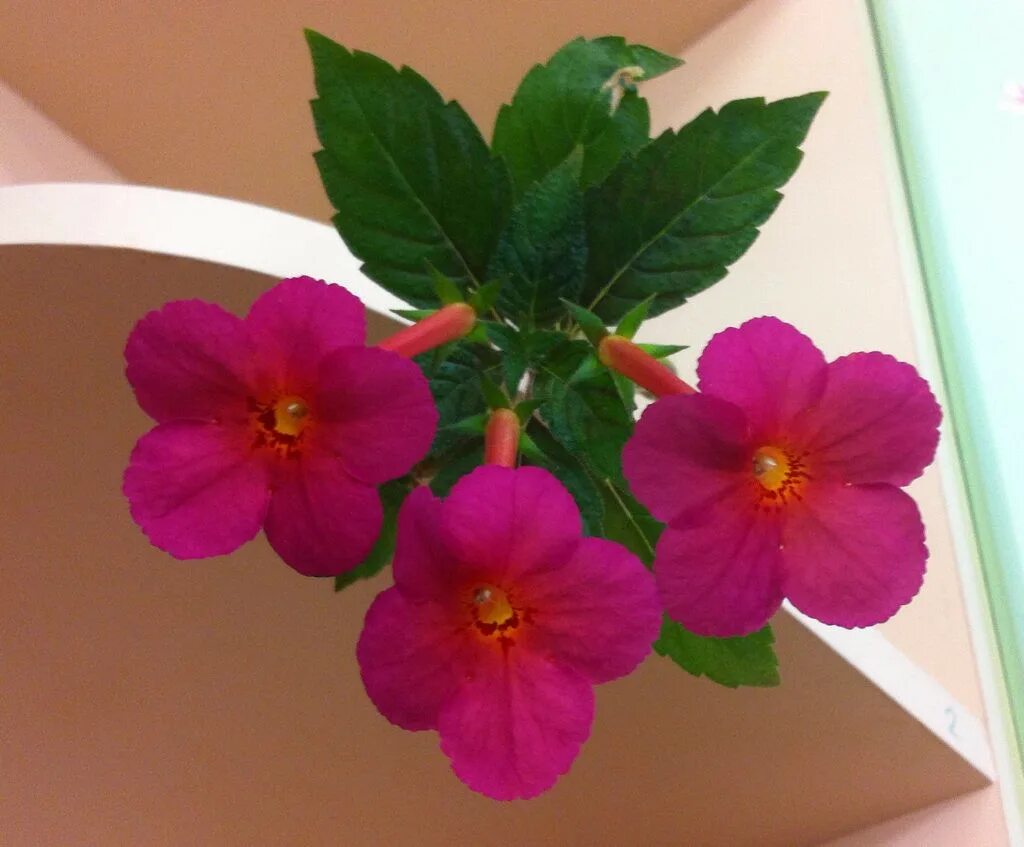 ахименес lionheart. ахименес ариес. семена цветов ахименес. семена цветов ахименес. ахименес цветок.