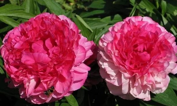 пион Rose reverans Пионовый сад, Пионы, Цветение