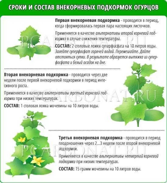 Чем подкормить корневую систему рассады. Схема удобрения огурцов. Схема подкормки огурца. Схема подкормки огурцов в открытом грунте. Подкормка томатов и огурцов в теплице.