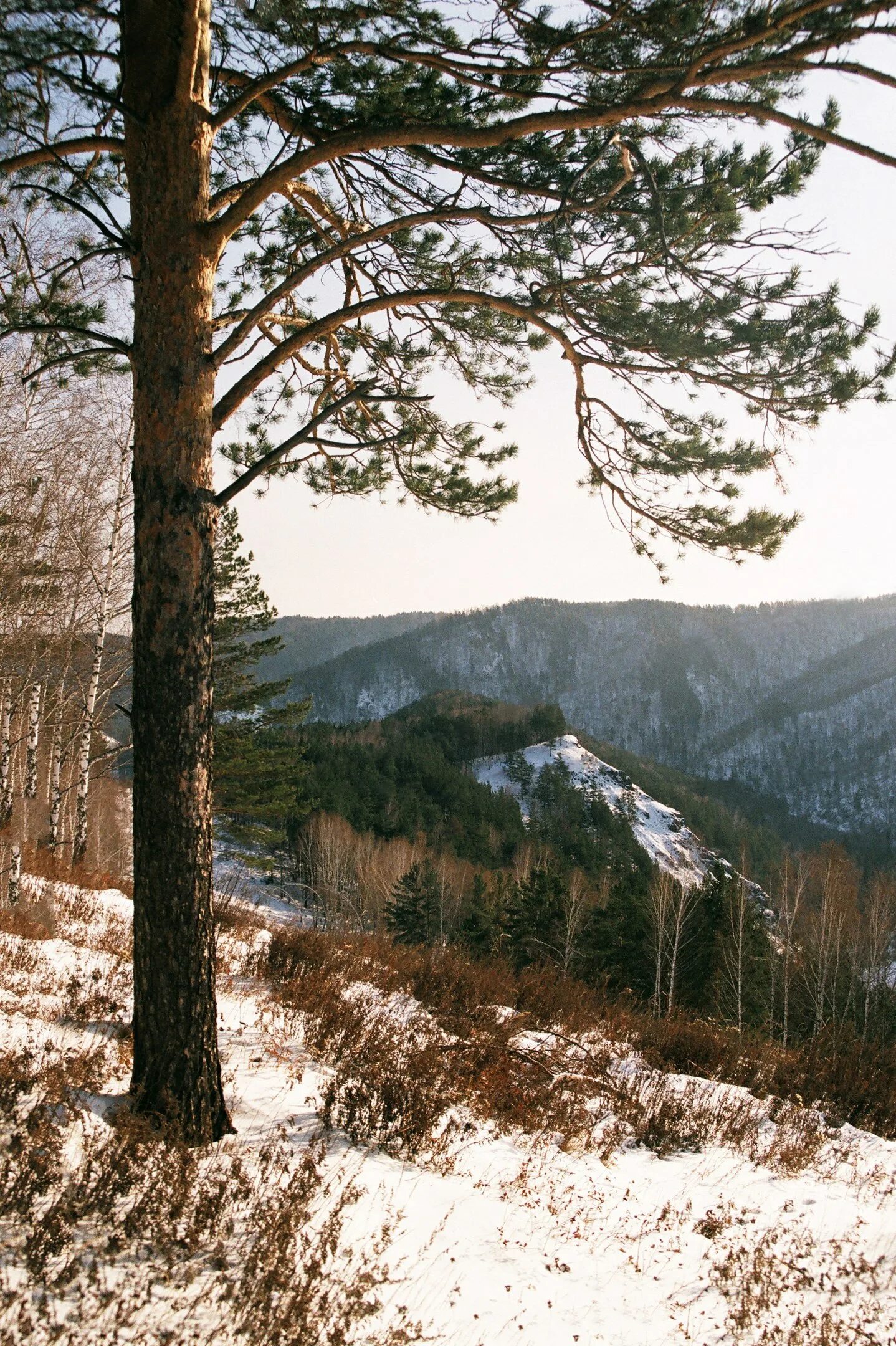 Восточно сибирская тайга. Эльф бар сибириан форест. Черневых лесов красноярского края. Siberian forest. Кедрачи.