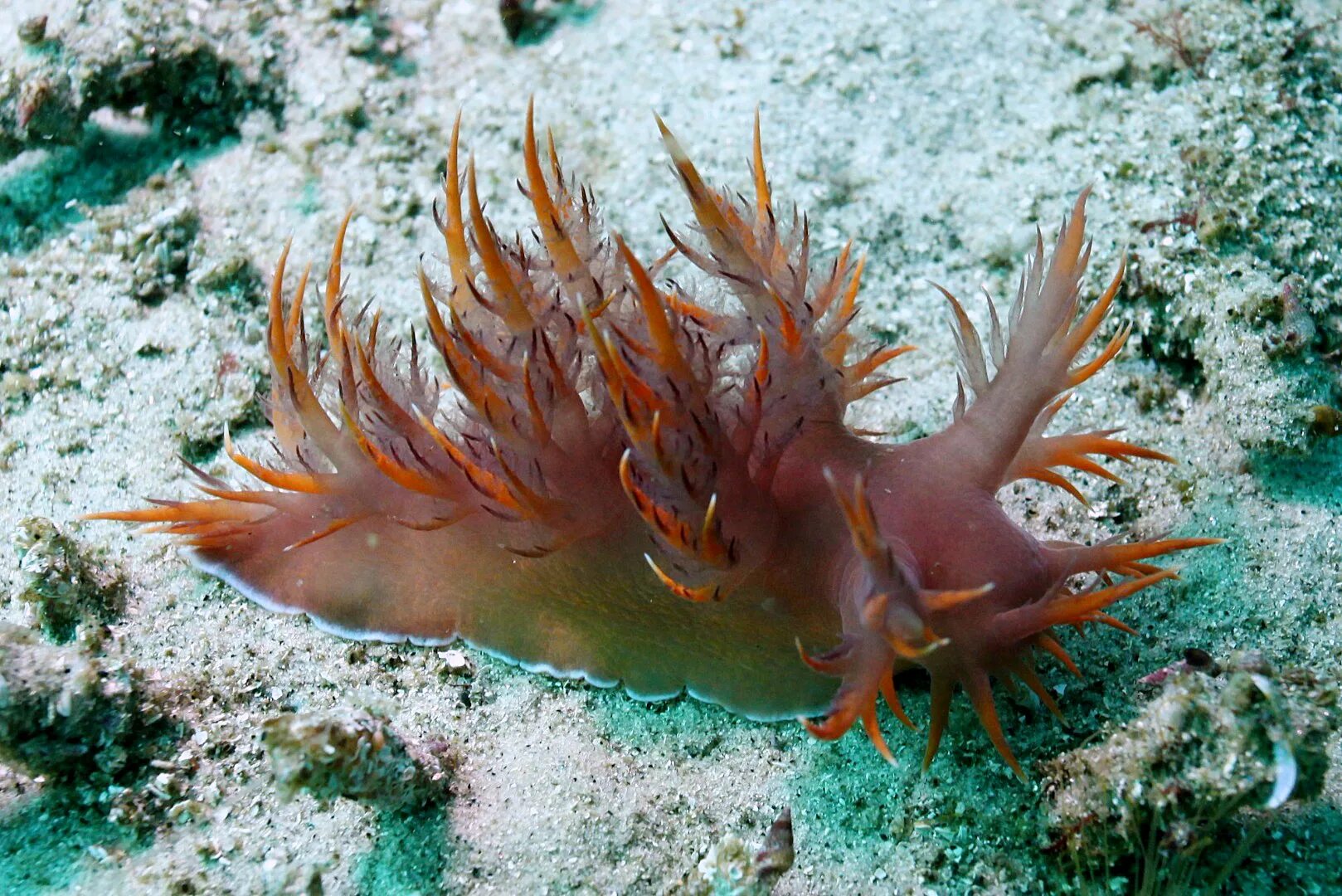 Заднежаберные моллюски. Dendronotus. Заднежаберные. Dendronotus dudkai. Осьминог Думбо.