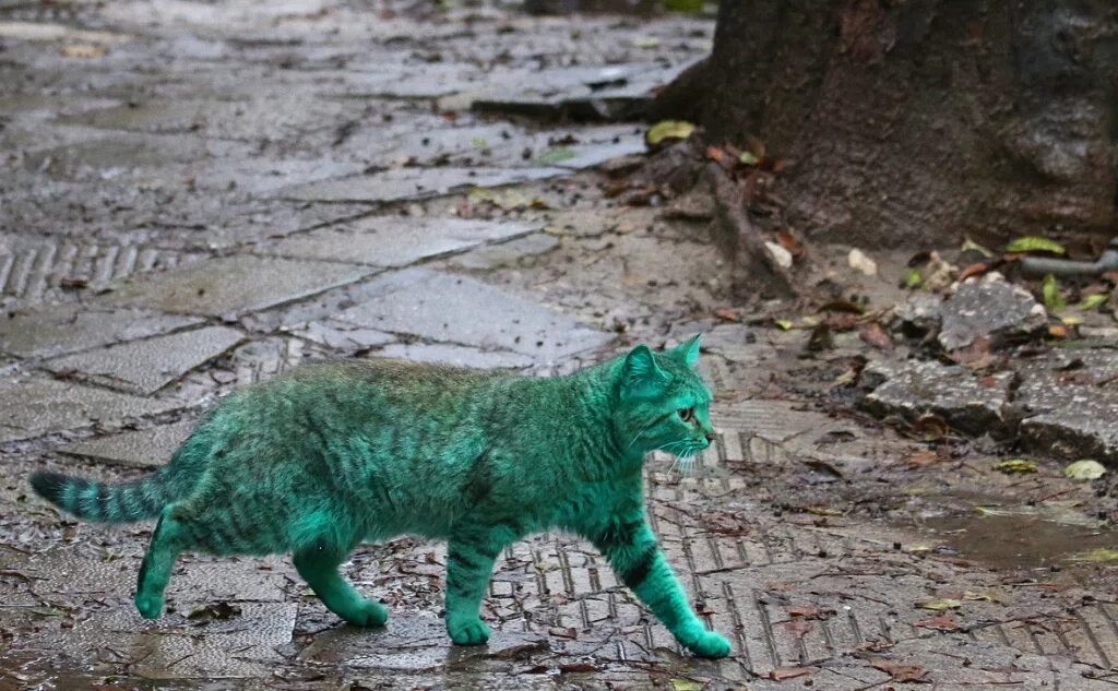 Зеленоватый кот. Зеленый кот варна. зеленый кот из болгарии. зелёный кот из варны. зеленая кошка.